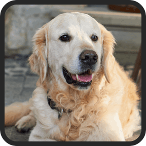 UltraK9 Pro customer - Linda A,